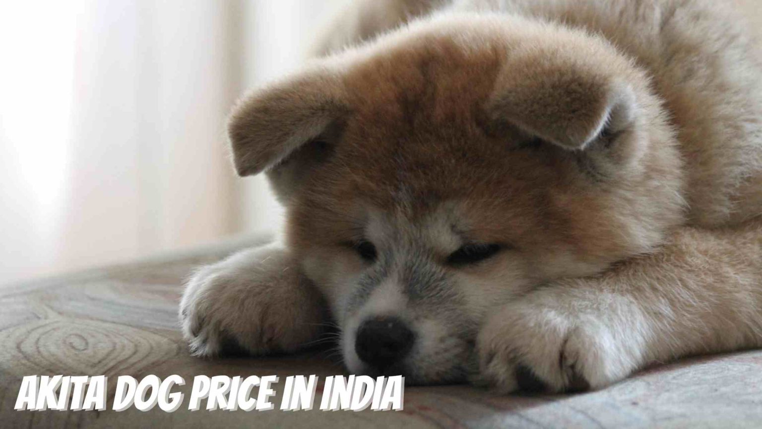 Akita Dog Price In India (2023): How Much Does This Cost ? - FarmingX