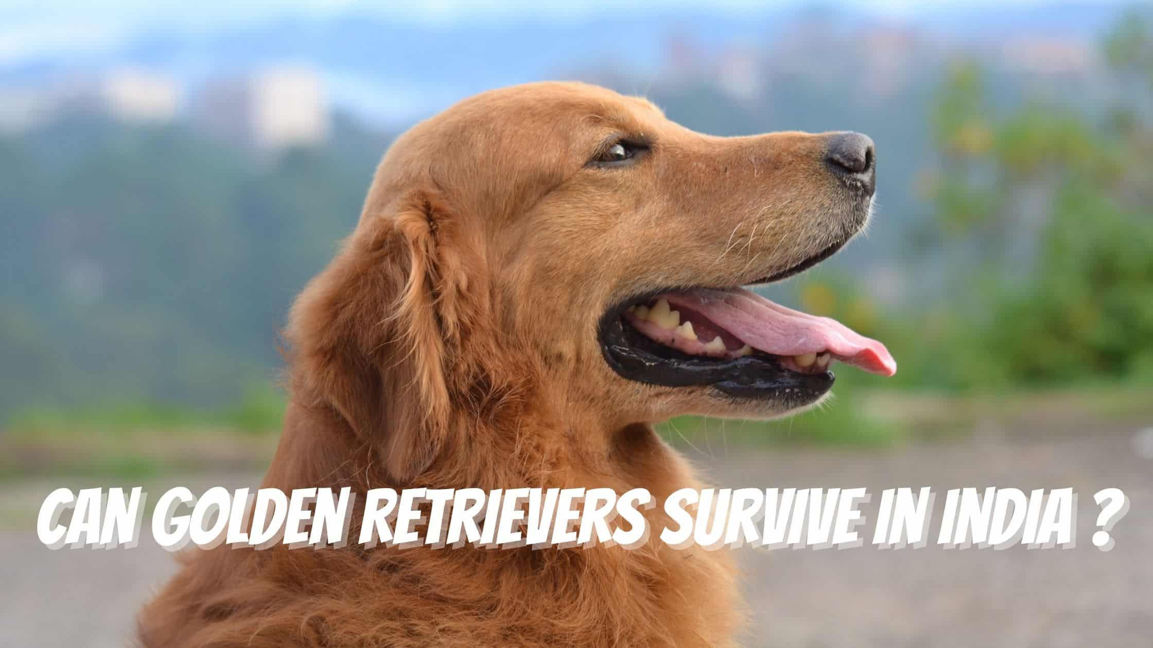 Can Golden Retrievers Survive In India